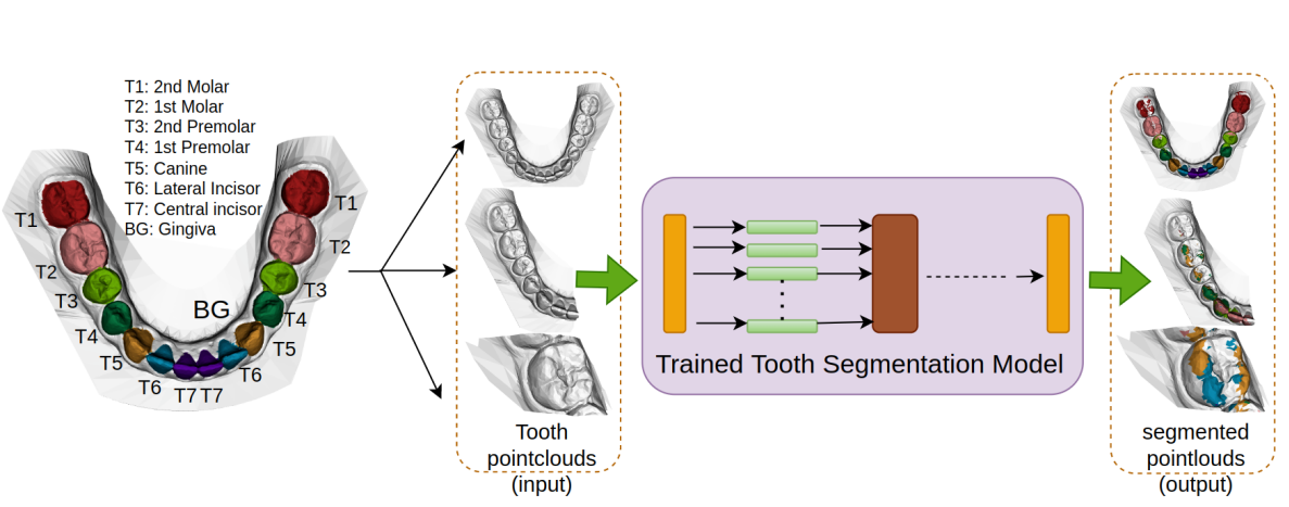 Partial Tooth